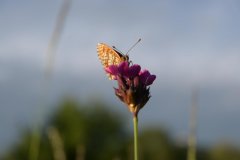 Z50_6561_fhd