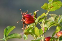 Z50_9847