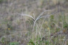 Z50_8439