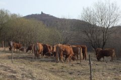 DSCF4505