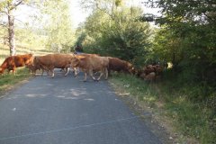 DSCF6065