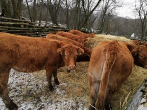 Piacra kerültek a regéci növendék állatok